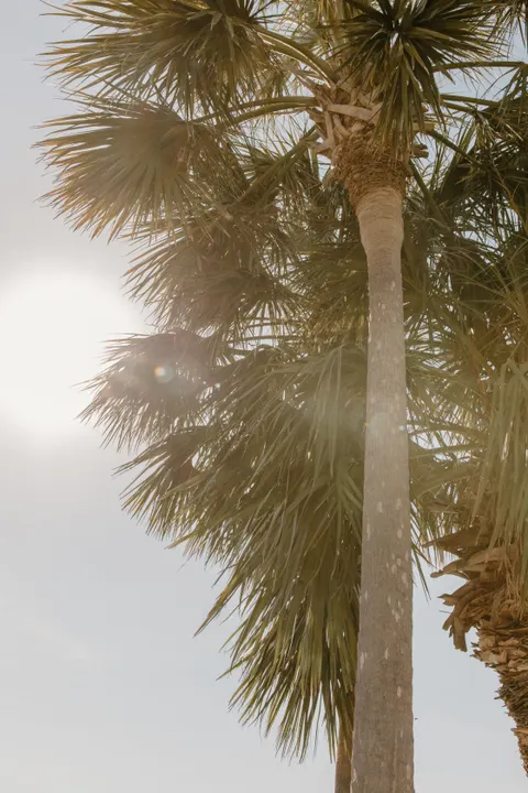 Palm Sky Phone Wallpaper · vertical · 1440×2160
