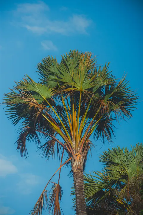 Palm Sky Phone Wallpaper · vertical · 1440×2160