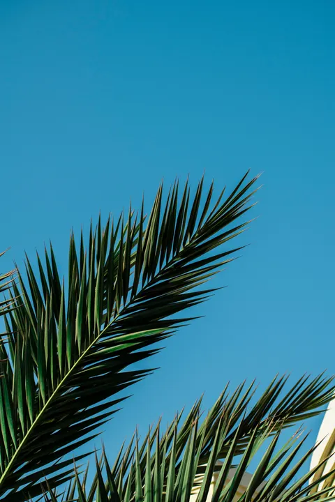 Palm Sky Phone Wallpaper · vertical · 1440×2160