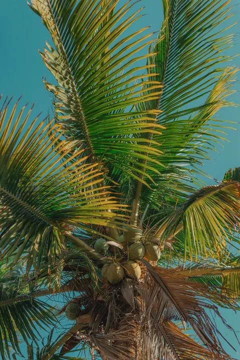 Palm Sky Phone Wallpaper · vertical · 1440×2160