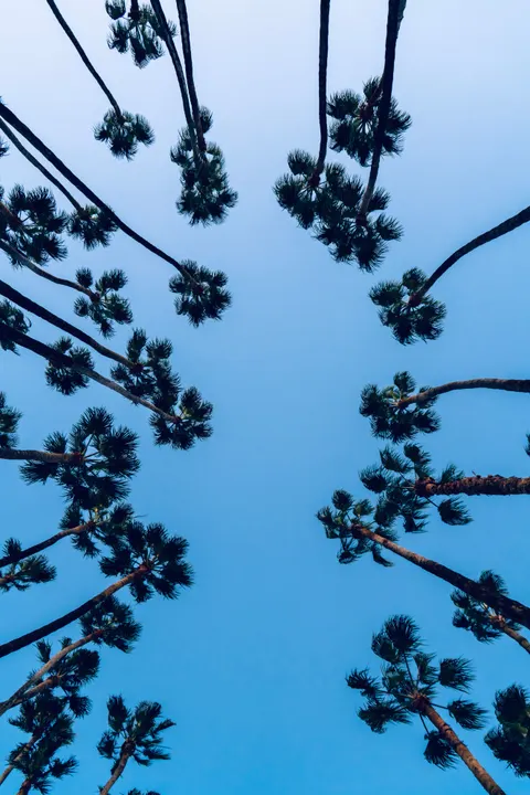 Palm Sky Phone Wallpaper · vertical · 1440×2159