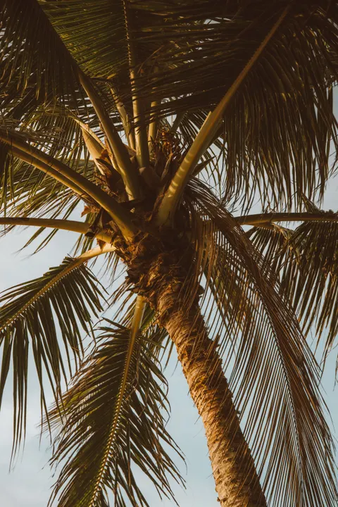 Palm Sky Phone Wallpaper · vertical · 1440×2160