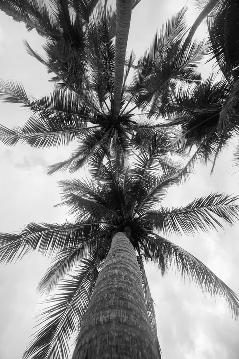 Palm Sky Phone Wallpaper · vertical · 1440×2160
