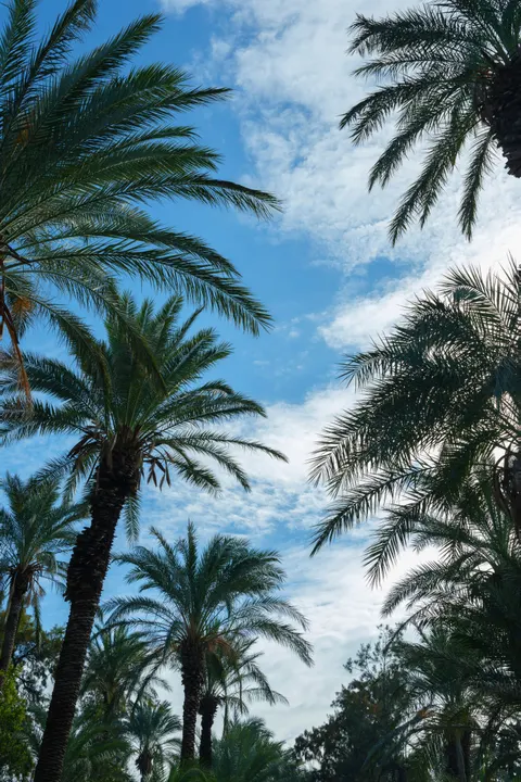 Palm Sky Phone Wallpaper · vertical · 1440×2160