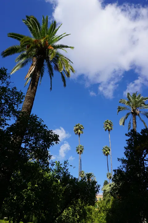 Palm Sky Phone Wallpaper · vertical · 1440×2160