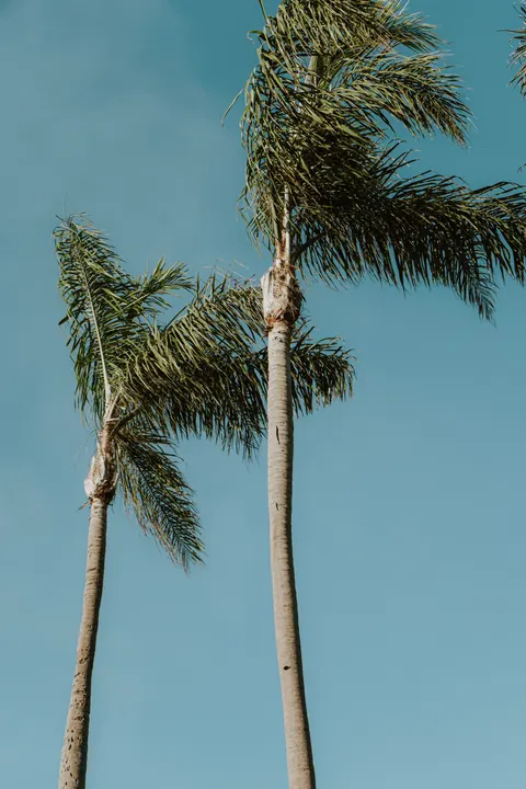 Palm Sky Phone Wallpaper · vertical · 1440×2160
