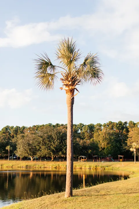 Palm Sky Phone Wallpaper · vertical · 1440×2160