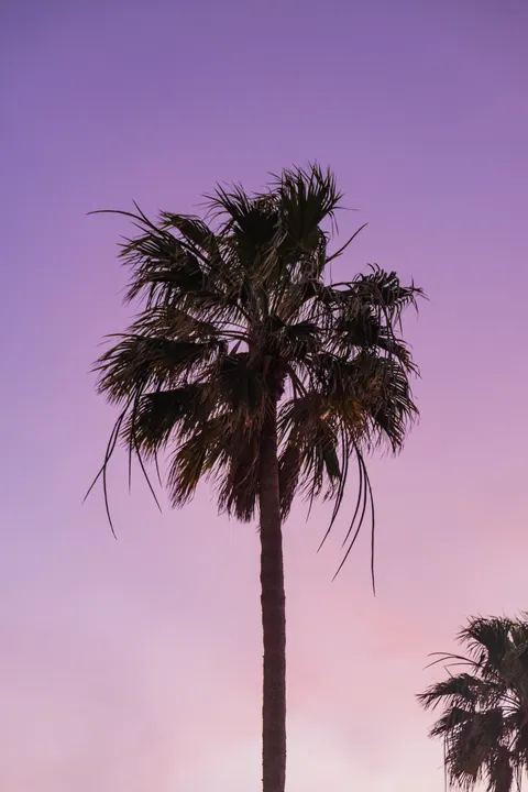 Palm Sky Phone Wallpaper · vertical · 1440×2160