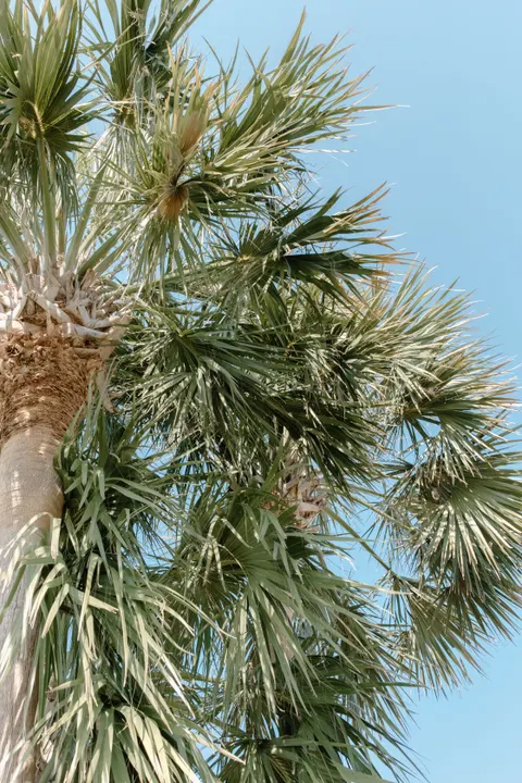 Palm Sky Phone Wallpaper · vertical · 1440×2160