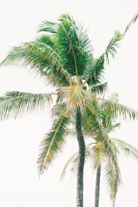 Palm Sky Phone Wallpaper · vertical · 1440×2160