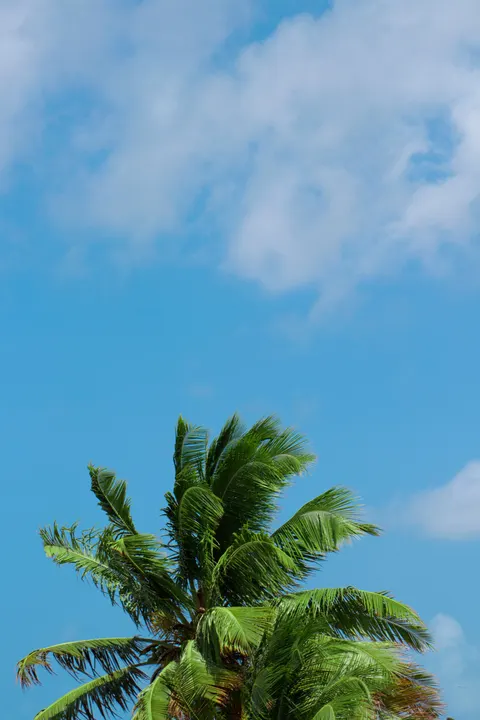 Palm Sky Phone Wallpaper · vertical · 1440×2160