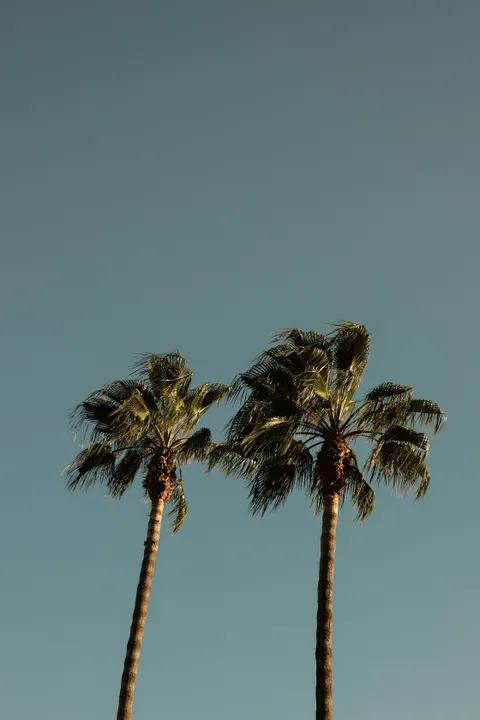 Palm Sky Phone Wallpaper · vertical · 1440×2160