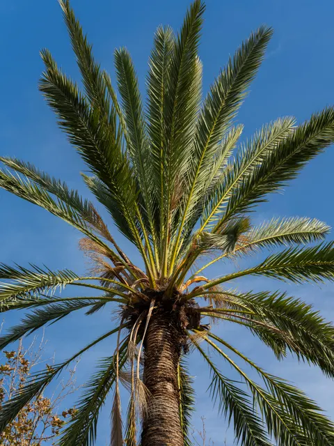 Palm Sky Phone Wallpaper · vertical · 1440×1920
