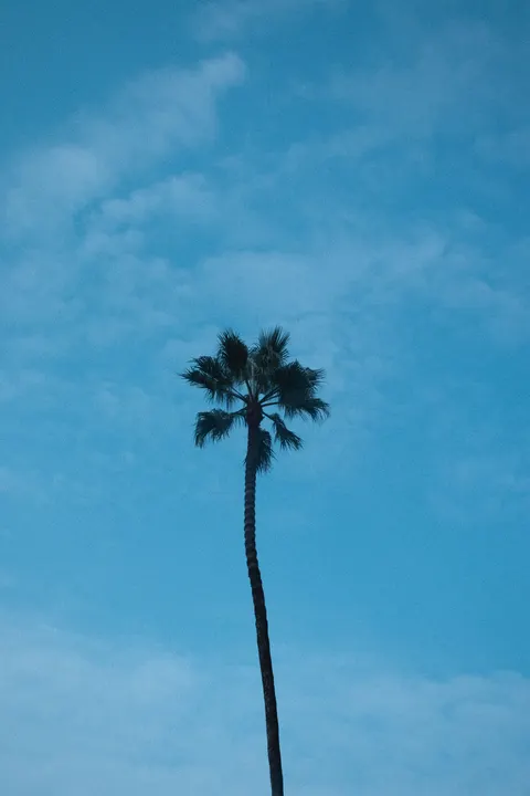 Palm Sky Phone Wallpaper · vertical · 1440×2160