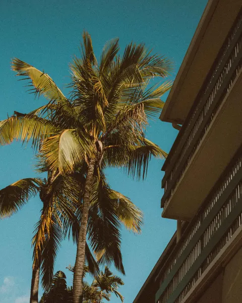Palm Sky Phone Wallpaper · vertical · 1440×1800