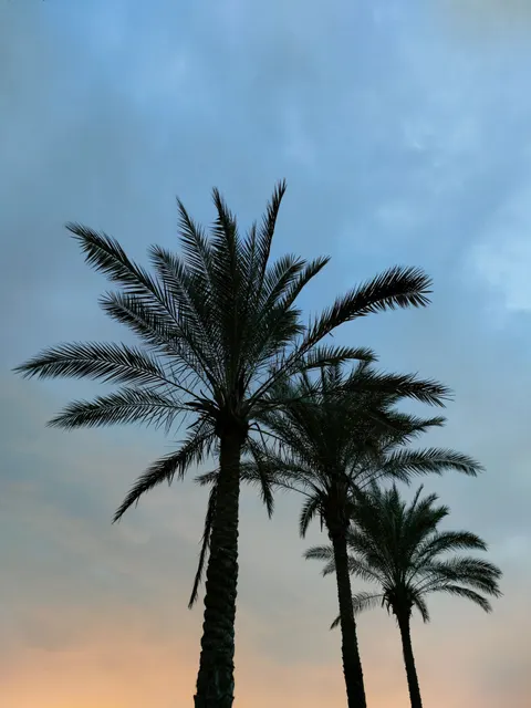 Palm Sky Phone Wallpaper · vertical · 1440×1920