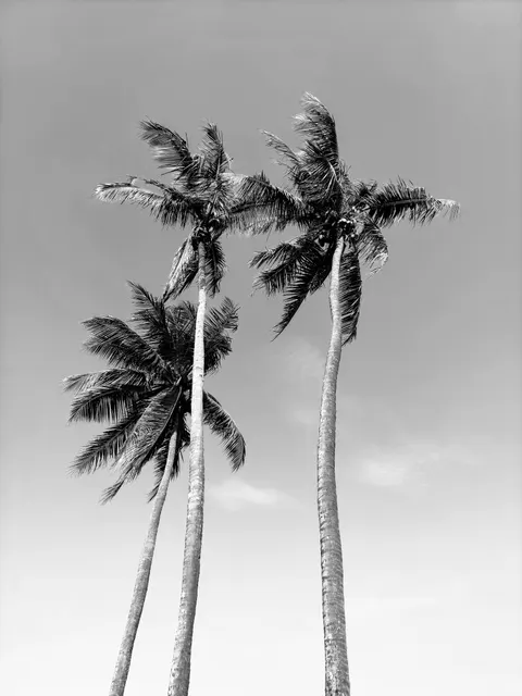 Palm Sky Phone Wallpaper · vertical · 1440×1920