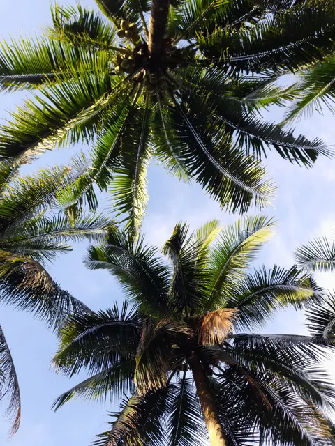 Palm Sky Phone Wallpaper · vertical · 1440×1920