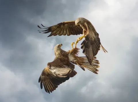 خلفية نسر بدقة 4K · animals · 3840×2845
