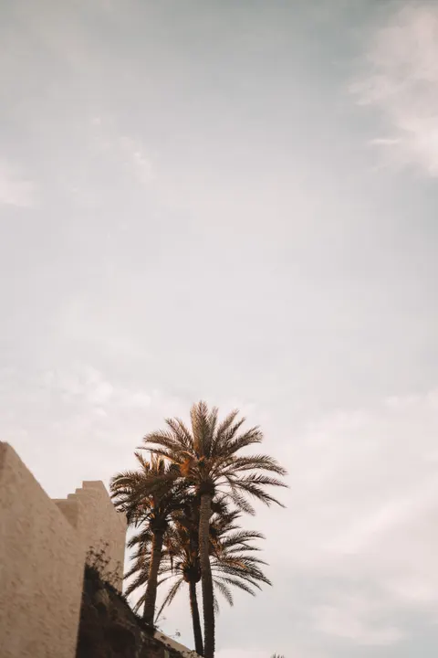 Palm Sky Phone Wallpaper · vertical · 1440×2160
