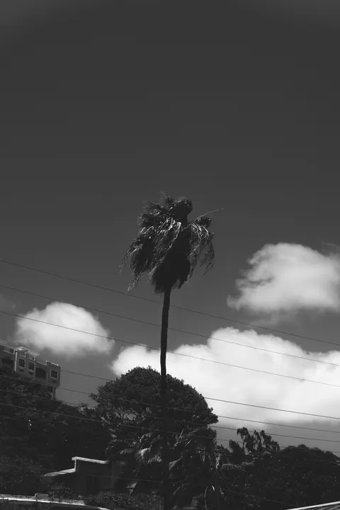 Palm Sky Phone Wallpaper · vertical · 1440×2160