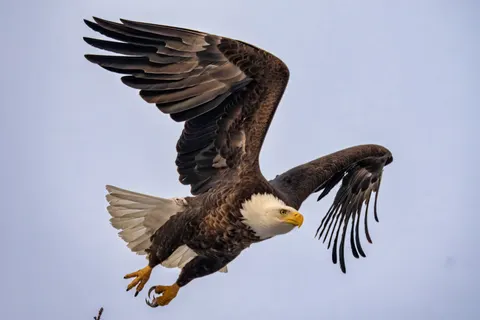 Eagle 4K Wallpaper · animals · 3840×2560
