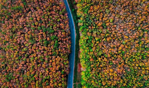 Fondo de pantalla Bosque de otoño 4K · nature · 3840×2268