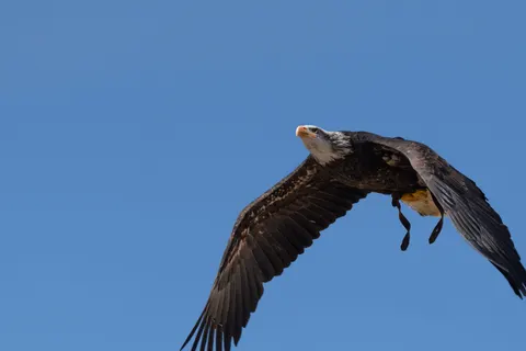Обои Животные 4K · animals · 3840×2560