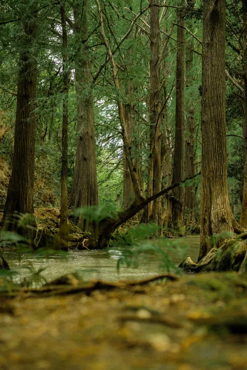 Tall Trees Phone Wallpaper · vertical · 1440×2159