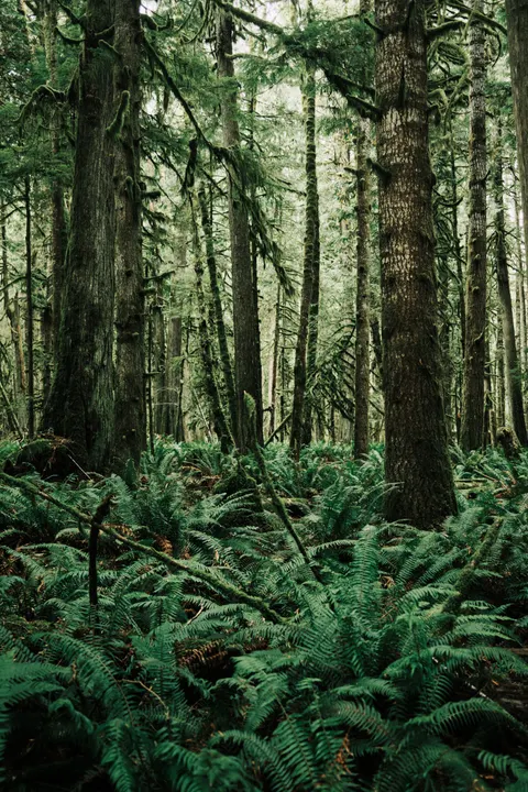 Tall Trees Phone Wallpaper · vertical · 1440×2160