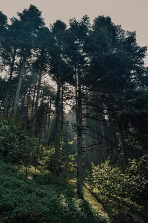 Tall Trees Phone Wallpaper · vertical · 1440×2160