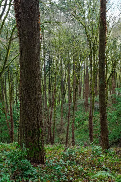 Tall Trees Phone Wallpaper · vertical · 1440×2164