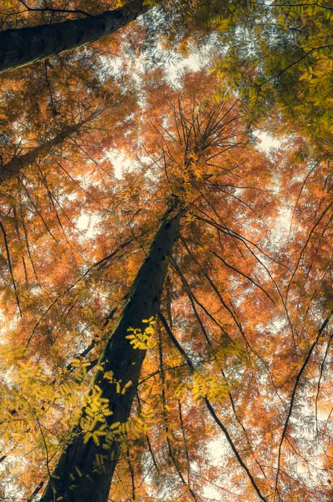 Tall Trees Phone Wallpaper · vertical · 1440×2166