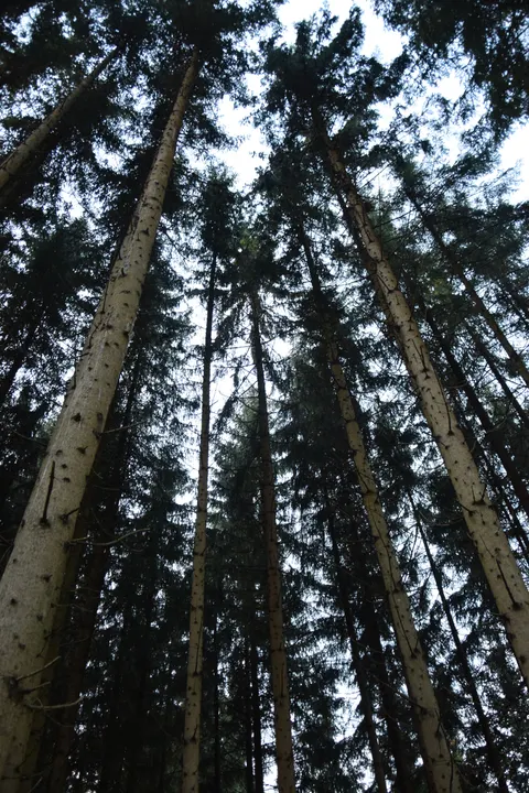 Tall Trees Phone Wallpaper · vertical · 1440×2160