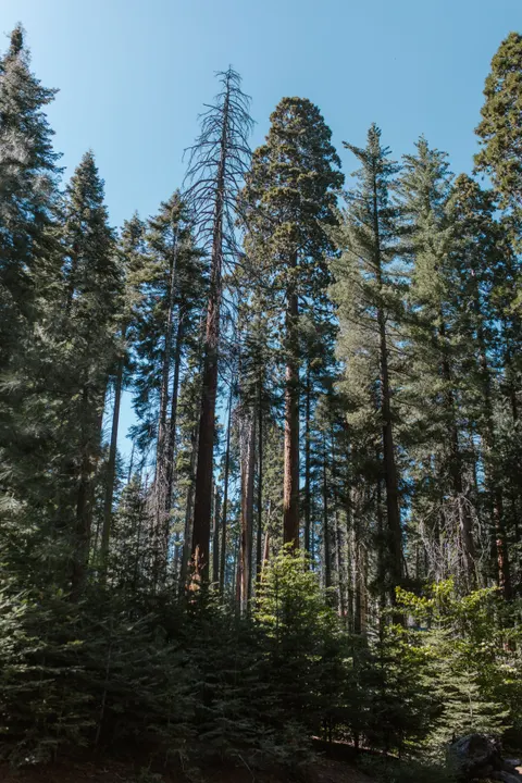 Tall Trees Phone Wallpaper · vertical · 1440×2160