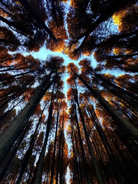 Tall Trees Phone Wallpaper · vertical · 1440×1920