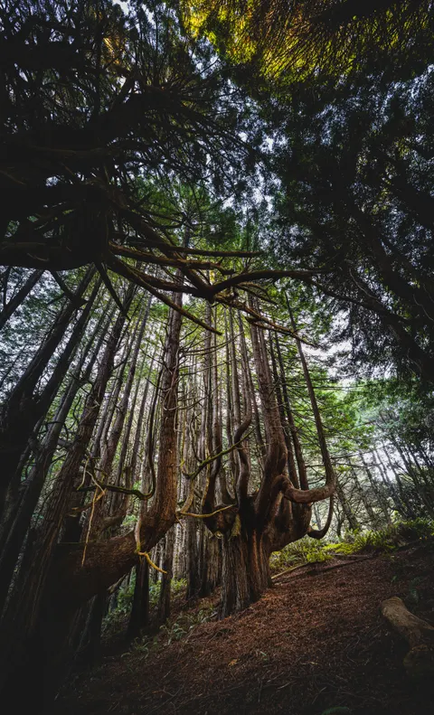 Tall Trees Phone Wallpaper · vertical · 1440×2370