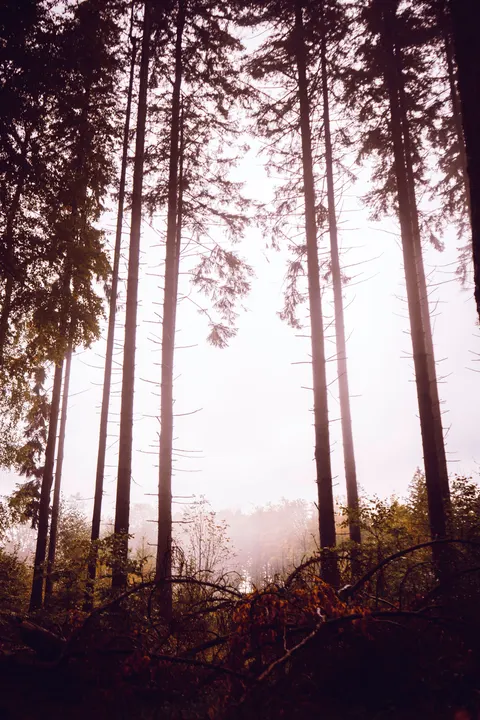 Tall Trees Phone Wallpaper · vertical · 1440×2160