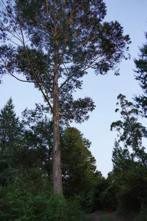 Tall Trees Phone Wallpaper · vertical · 1440×2159