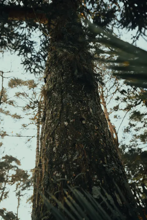 Tall Trees Phone Wallpaper · vertical · 1440×2160