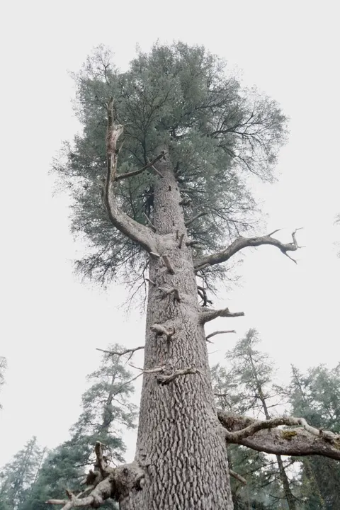 Tall Trees Phone Wallpaper · vertical · 1440×2160