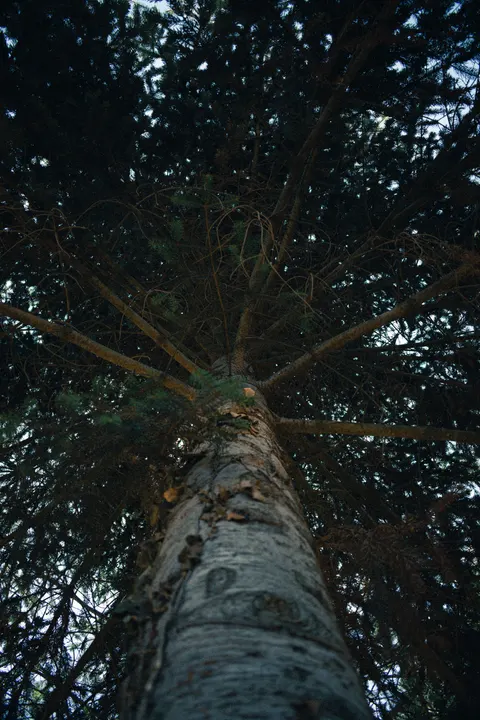 Tall Trees Phone Wallpaper · vertical · 1440×2160