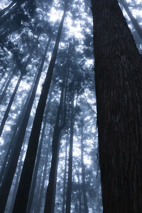 Tall Trees Phone Wallpaper · vertical · 1440×2160