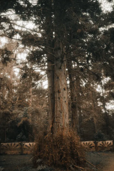 Tall Trees Phone Wallpaper · vertical · 1440×2160