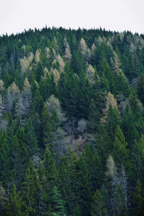 Tall Trees Phone Wallpaper · vertical · 1440×2160