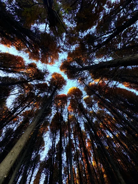 Tall Trees Phone Wallpaper · vertical · 1440×1920