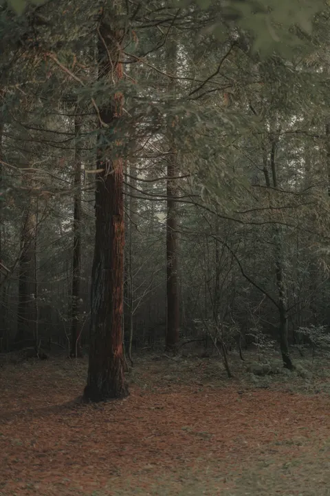 Tall Trees Phone Wallpaper · vertical · 1440×2160