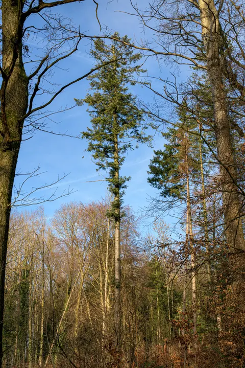 Tall Trees Phone Wallpaper · vertical · 1440×2160