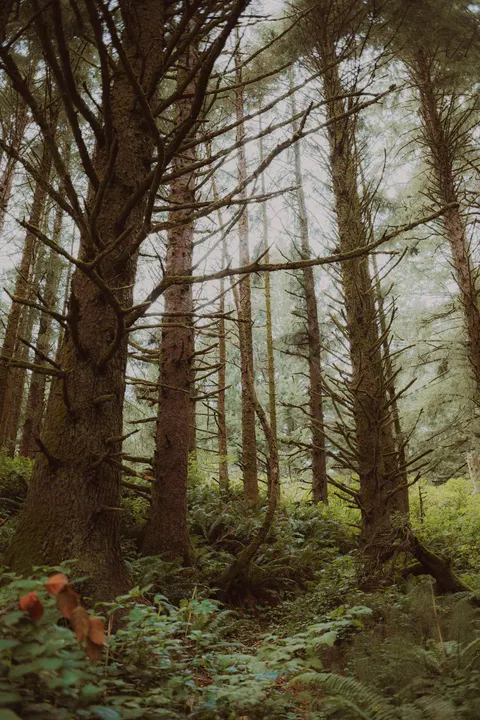 Tall Trees Phone Wallpaper · vertical · 1440×2160