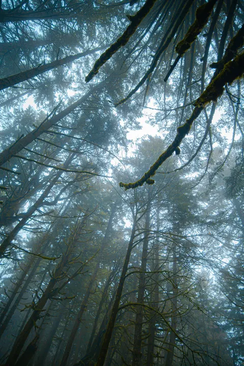 Tall Trees Phone Wallpaper · vertical · 1440×2160